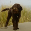 Lagotto Romagnolo
