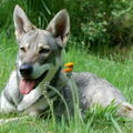 Saarloos Wolfhond