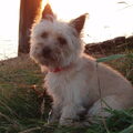 Cairn Terrier