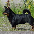 Lancashire Heeler