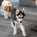 Koda is voor het eerst samen met Indy. Ze hebben de hele tijd achter elkaar aan gesjouwd!