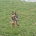 gedicht over mij hond belinda 
