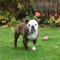 Engelse Bulldog