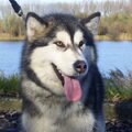 Alaskan Malamute