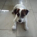 Jack Russell Terrier