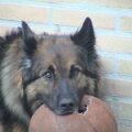 Oud Duitse Herdershond