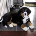 Berner Sennenhond