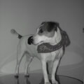 Agresie en angst bij Parson Russell Terriers