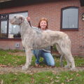 Ierse Wolfshond