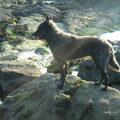 Hollandse Herdershond