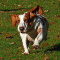 Basset Hound