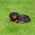 Cavalier King Charles Spaniel