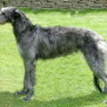 Deerhound