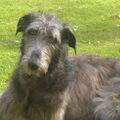 Deerhound