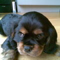 Cavalier King Charles Spaniel