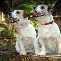Jack Russell Terrier