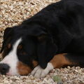 Appenzeller Sennenhond