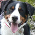 Appenzeller Sennenhond