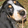 Basset Blue de Gascogne