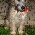 Irish Softcoated Wheaten Terriër