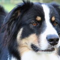 Australian Shepherd