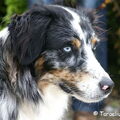 Australian Shepherd