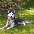 Siberische Husky