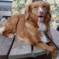 Nova Scotia Duck Tolling Retriever