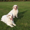 Clumber Spaniel