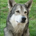 Saarloos Wolfhond