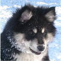 Finse Lappenhond