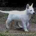 honden foto Pup Christy