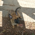 honden foto 