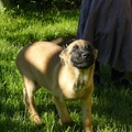 honden foto 