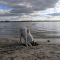 honden foto lekker diep graven