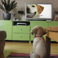 honden foto Kijken naar Dogs 101.