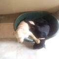 honden foto test