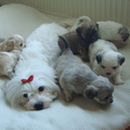 honden foto 