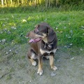 honden foto 