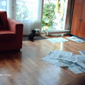 honden foto Ze was aan het spel
