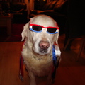 honden foto Wes steunt oranje en is een stoere hond