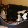 honden foto Aww, samen in het mandje, nu past het nog...