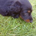 honden foto Lewis