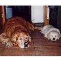 honden foto Wij zijn 2 vriendjes jij en ik, 2 echte vriendjes jij en ik, wij houden altijd van elkaar al worden we meer dan honderd jaar wij zijn 2 vriendjes tot de laatste snik.      (Dennie Cristiaan) 