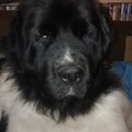 honden foto lekker kopie