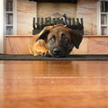 honden foto 