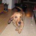 honden foto Kobus bij ons de allereerste dag
