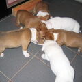 honden foto Kwaliteit Staffordshire bull terrier pups Pups zijn het resultaat van een weloverwogen combinatie. Vader van onze pups is Quinlent Strongbow (google maar eens naar Quinlent) Onze Djana is de moeder. (enkele namen uit haar stamboom; Aztec Prince of Gregarious Staff's, Megathrons Candyman, Cahill Dutch-Kenstaff) De pups zullen in huiselijke kring opgroeien. De pups mogen met 7 á 8 weken het nest verlaten en hebben dan hun eerste enting gehad, zijn dan meerdere keren(2wk, 4wk, 6wk) ontwormt, en zijn dan gechipt door raad van beheer. U bent van harte welkom om naar onze pups te komen kijken. U krijgt dan inzage documenten mbt gezondheid beide ouders. Ouders zijn namelijk vrij van l2hga, en hc. Onze voorkeur gaat uit naar kopers die aktief met de staffords aan de slag willen gaan (SHOW en/of SPORT) (foto 3 Strongbow(vader), foto 2 onze Djana met haar pups, foto 1 alle pups) !!nog 1 teefje (de rood/bruine pup op foto1) en 2 reutjes (de witte op foto1, volgens kenners de beste uit het nest) beschikbaar!! pups mogen vanaf vr. 17 december 2010 naar de nwe baasjes. 
06-51804548