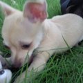 honden foto Hier speelt Chico lekker buiten in het gras