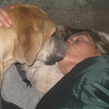 honden foto nog aan het wachten op de pupjes!! Moonie geeft en nachtzoentje...:-))